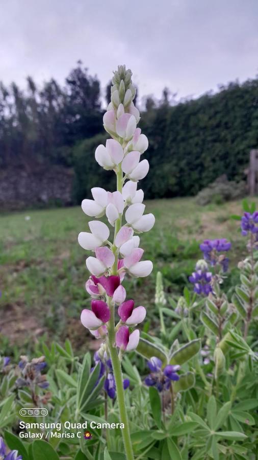 Casa L&M Daire Lajes das Flores Dış mekan fotoğraf