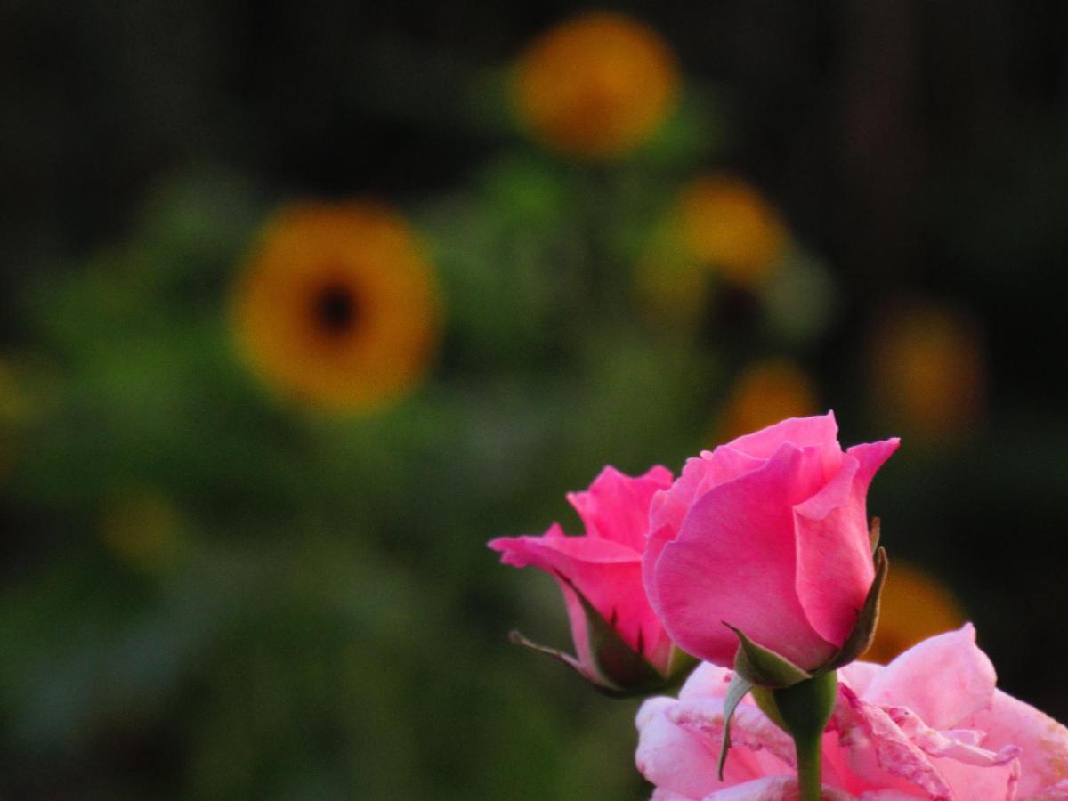 Casa L&M Daire Lajes das Flores Dış mekan fotoğraf