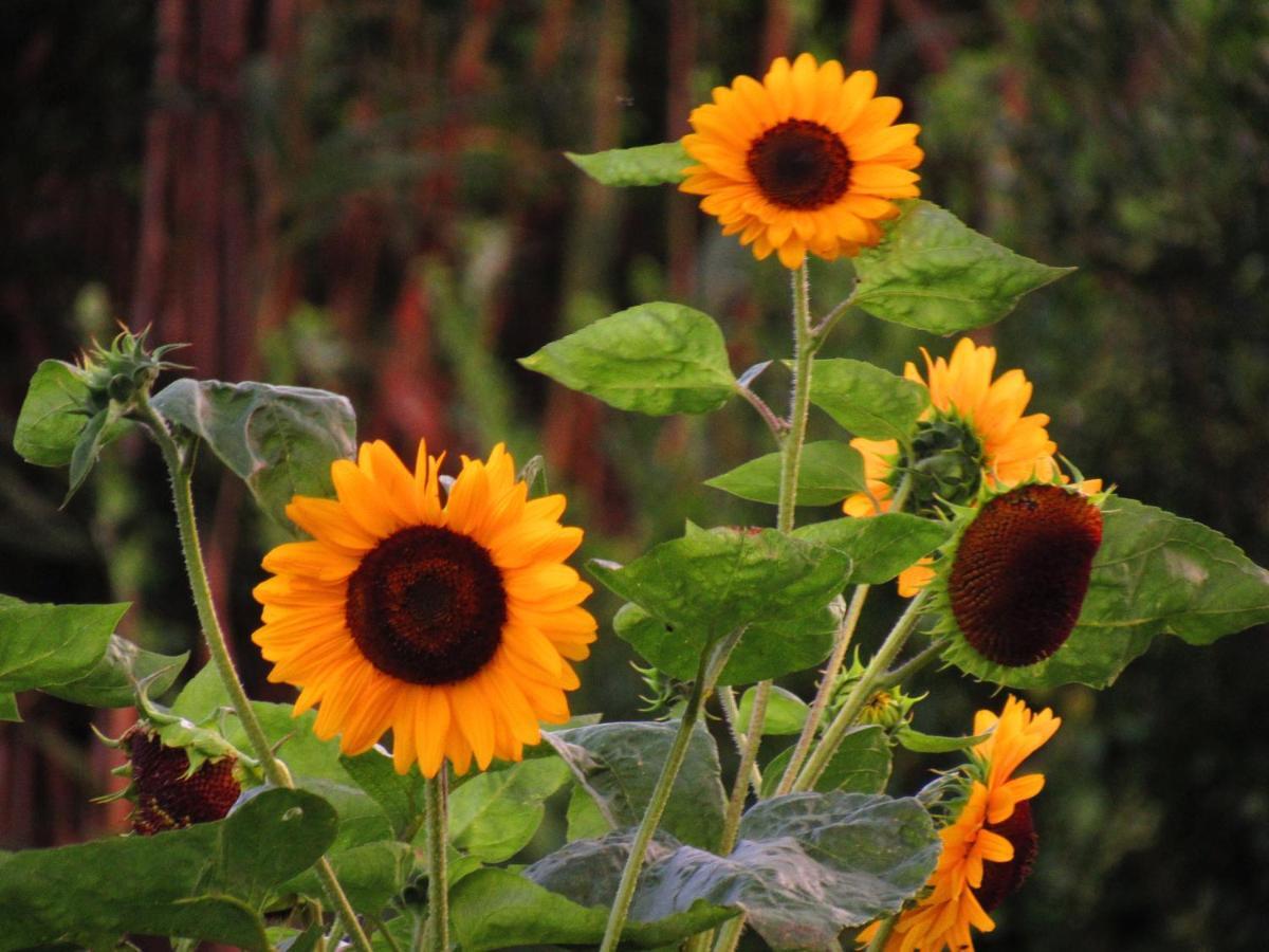 Casa L&M Daire Lajes das Flores Dış mekan fotoğraf